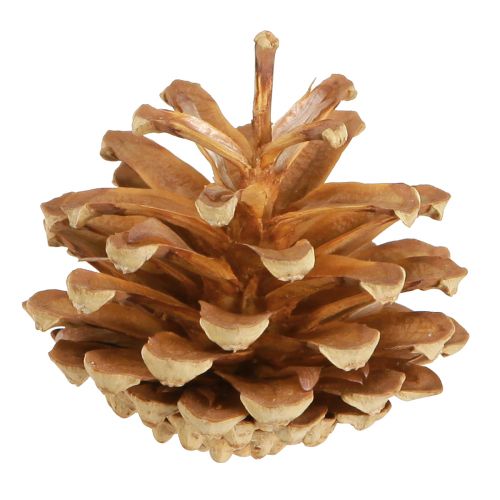 kohteita Käpyjä mänty Pinus sylvestris H3–5cm 1kg