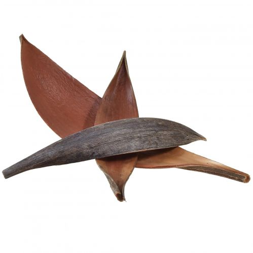 kohteita Kookoskuoret kookoslehdet luonnollisesti kuivattuja 22cm - 42cm 25kpl