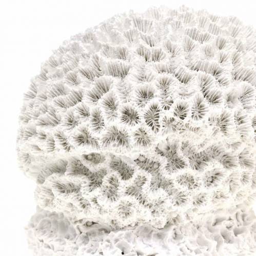 Floristik24 Maritime Deco Coral Kipsi Valkoinen Ø10cm 2kpl