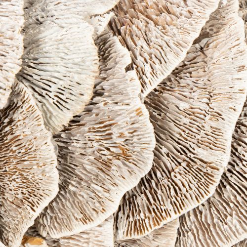 Kranssipuusieni luonnonkoriste 37cm | Floristik24.fi