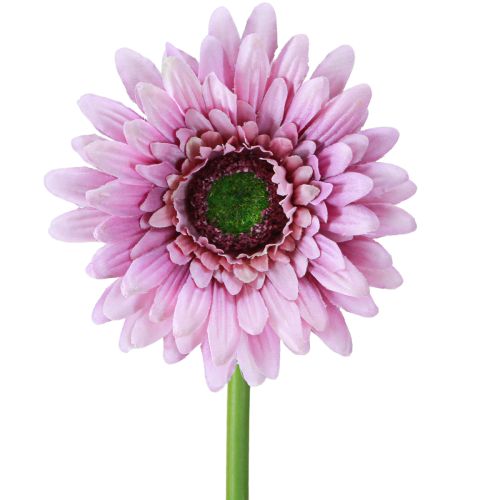 Tekokukat Gerbera Garden Tekokukat Purppura 47cm
