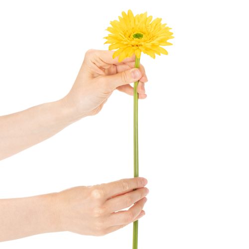 Keinotekoiset Gerbera-kukat, Aurinkokeltaiset, Puutarhakukka, 47 cm, 6 kpl | Floristik24.fi