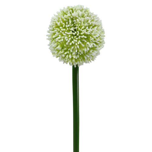 Floristik24 Keinotekoinen Allium Valkoinen Ø10cm L65cm