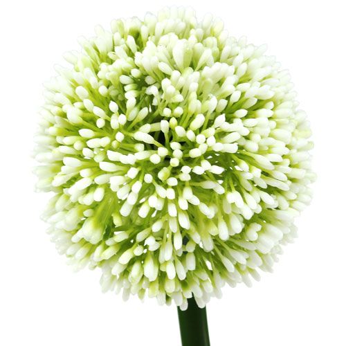 kohteita Keinotekoinen Allium Valkoinen Ø10cm L65cm