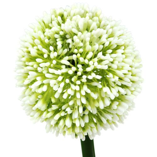 Floristik24 Keinotekoinen Allium Valkoinen Ø10cm L65cm