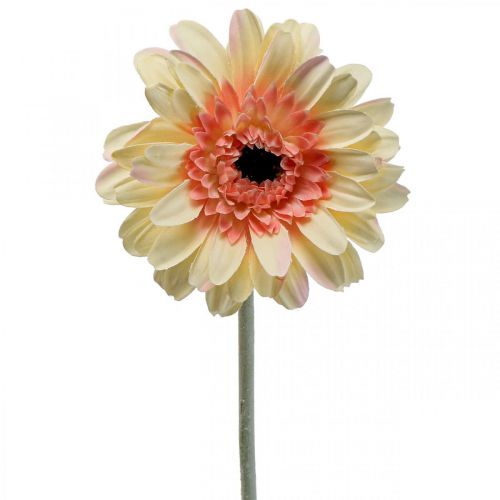 Floristik24 Tekogerbera kukka tekokukka aprikoosi Ø11cm L50cm