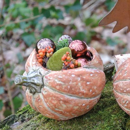 Floristik24 Kurpitsa istutukseen Oranssi 19×15×16cm