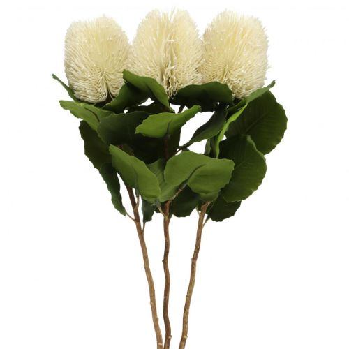 Tekokukat, Banksia, Proteaceae Kermanvalkoinen L58cm K6cm 3kpl
