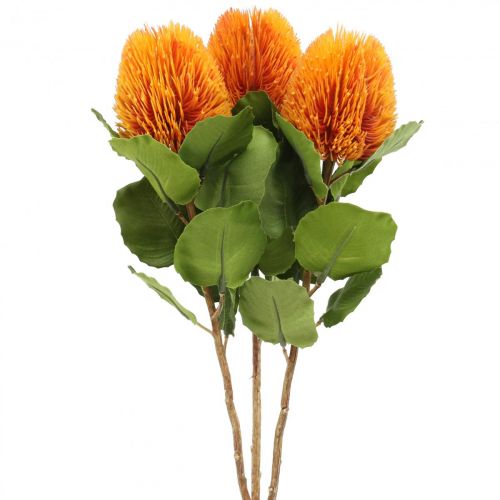 Tekokukat, Banksia, Proteaceae Oranssi L58cm K6cm 3kpl