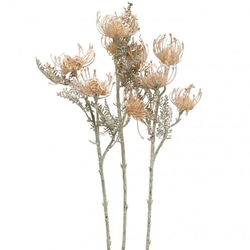 Tekokukat, Neulatyynykukka, Leucospermum, Proteaceae Pesty valkoinen L58cm 3kpl