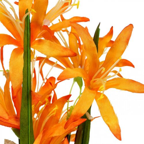 Floristik24 Tekokukat Nerine Orange Guernsey Liljat Syksykukat 48cm