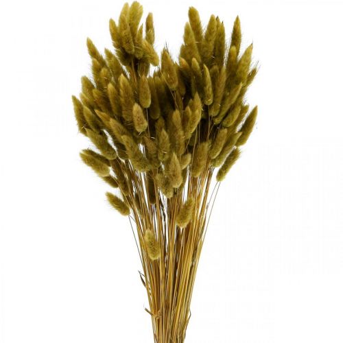 kohteita Lagurus kuivattu kanin pyrstö oliivi 65-70cm 100g