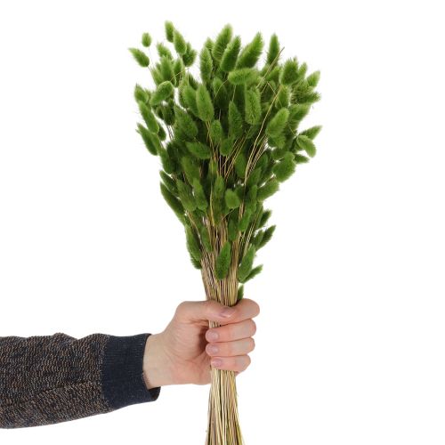 kohteita Kuivattu Lagurus (jäniksenhäntäheinä) 65-70 cm 100 g