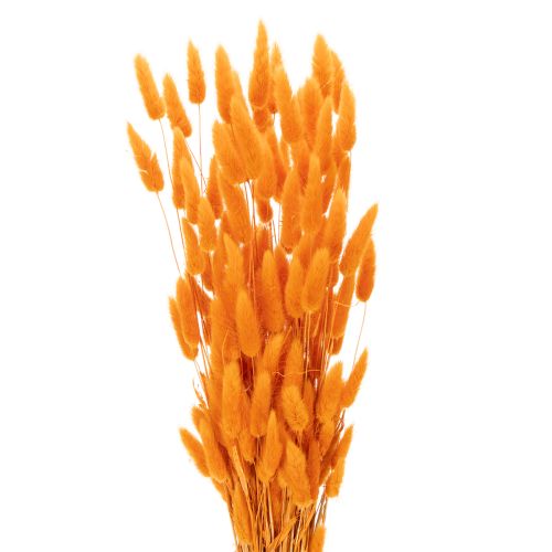 Lagurus-nippu samettiheinää, kuivattu, 70 cm, 100 g ostaa | Floristik24.fi
