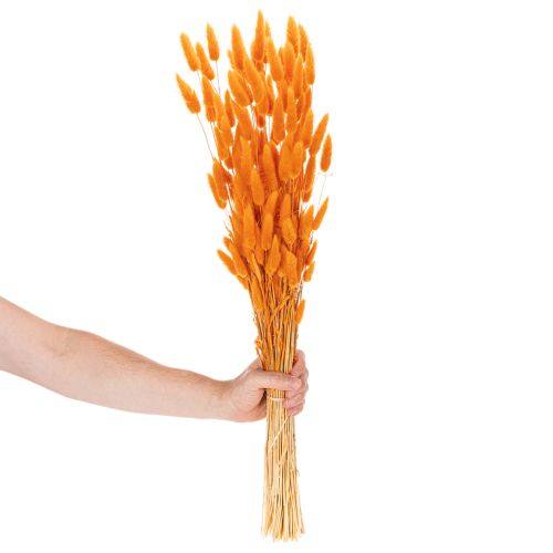 Lagurus-nippu samettiheinää, kuivattu, 70 cm, 100 g | Floristik24.fi