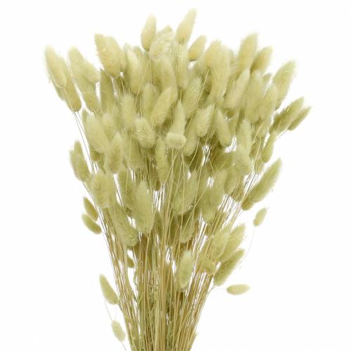 kohteita Velvet Grass Lagurus vaaleanvihreä 100g kuivaa ruohoa