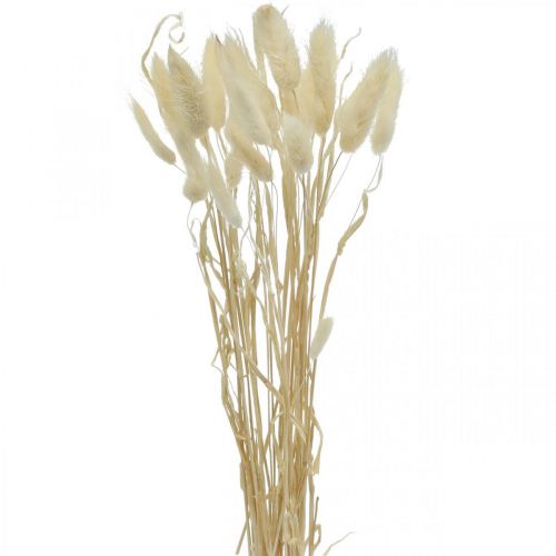 Floristik24 Lagurus-kuivattu koriste, samettiruoho, kaninhäntänurmi, kuivakoristelu valkaistu L20-60cm 30p