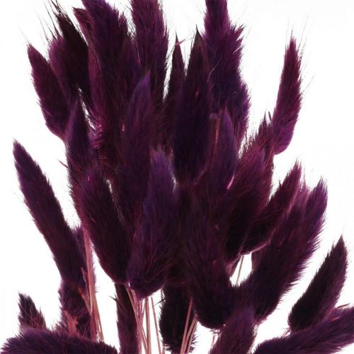 kohteita Velvet Grass Violet, Rabbit Tail Grass, Lagurus L18-50cm 25g