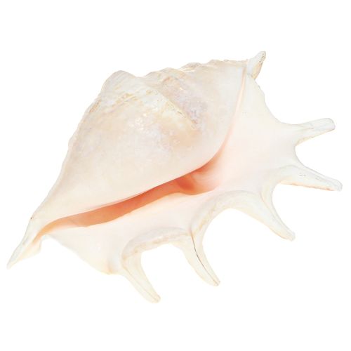 Floristik24 Lambis Sea Snail Natural Decoration 14cm 10 kpl