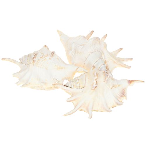 kohteita Lambis Sea Snail Natural Decoration 14cm 10 kpl