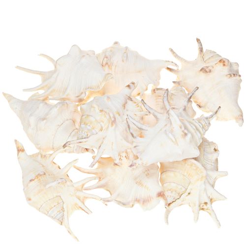 kohteita Lambis Sea Snail Natural Decoration 14cm 10 kpl