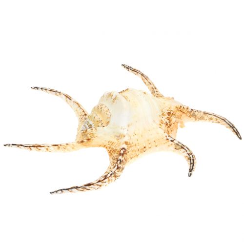 Floristik24 Lambis Sea Snail Nature 22cm
