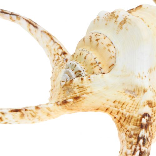 kohteita Lambis Sea Snail Nature 22cm