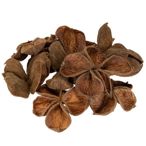 Floristik24 Landlotus Nature 50 kpl