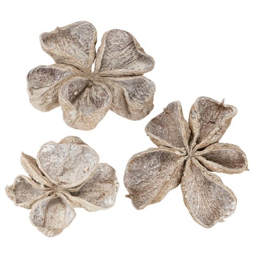 Landlotus valkopesty 6-12cm 50 kpl