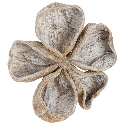 Floristik24 Landlotus valkopesty 6-12cm 50 kpl