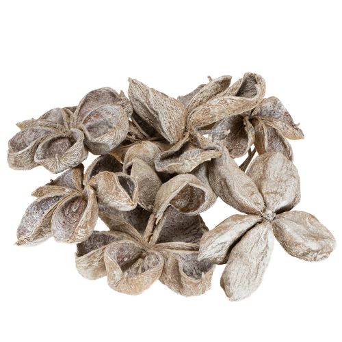 Floristik24 Landlotus valkopesty 6-12cm 50 kpl