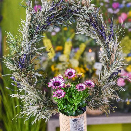 Kuivattu laventeli Kimppu kuivia kukkia H30-35cm