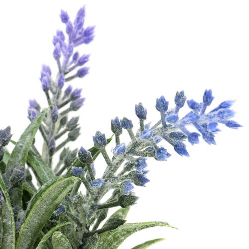 Floristik24 Laventeli purkissa H15cm