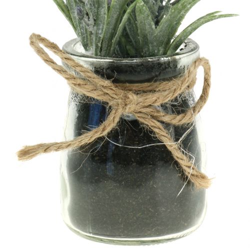 Floristik24 Laventeli purkissa H15cm