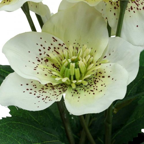 Floristik24 Paastonruusu Hellebore Jouluruusuruukku tekokukat H25cm valkoinen