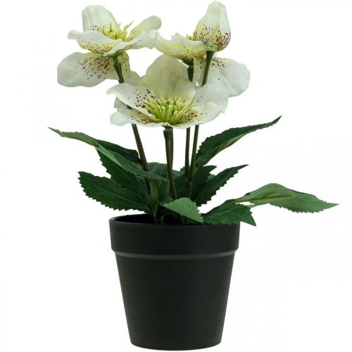 Floristik24 Paastonruusu Hellebore Jouluruusuruukku tekokukat H25cm valkoinen