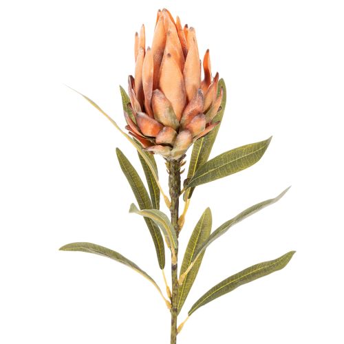 Keinotekoinen Protea Leucadendron -kukka pitkällä varrella, 65 cm, 3 kpl | Floristik24.fi