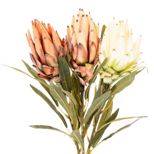 Keinotekoinen Protea Leucadendron -kukka pitkällä varrella, 65 cm, 3 kpl | Floristik24.fi