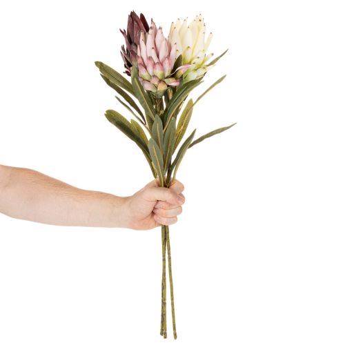 Protea-tekokukka Leucadendron 100cm 3kpl | Floristik24.fi