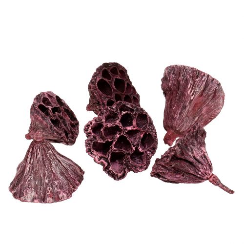 kohteita Lotus kapselit, kuiva kukkakauppa, lotus bulb pinkki, pesty valkoinen 50 kpl