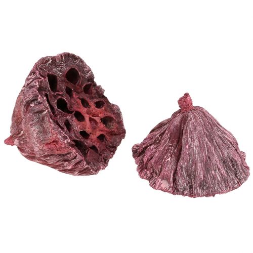 kohteita Lotus kapselit, kuiva kukkakauppa, lotus bulb pinkki, pesty valkoinen 50 kpl