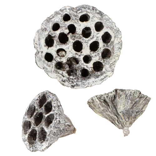 Floristik24 Lotos Natural koristeellinen lootuspullo, valkoinen, pesty, 6-8 cm, 50 kpl