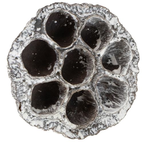 kohteita Lotos Natural koristeellinen lootuspullo, valkoinen, pesty, 6-8 cm, 50 kpl