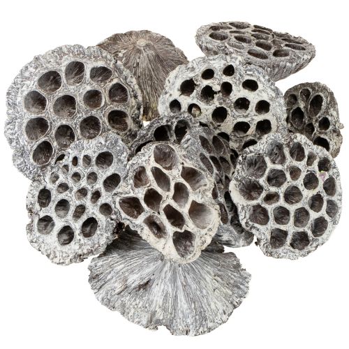 kohteita Lotos Natural koristeellinen lootuspullo, valkoinen, pesty, 6-8 cm, 50 kpl