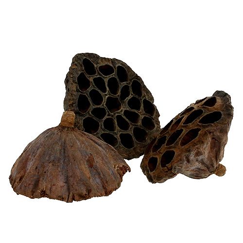 kohteita Lootuspullo iso 100 kpl luonnollinen