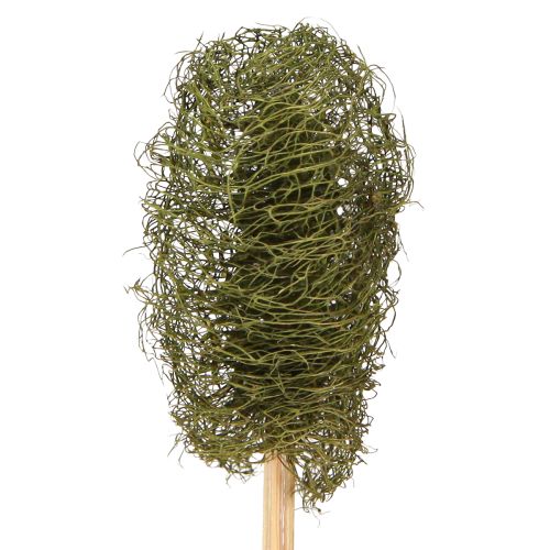 Floristik24 Luffa pieni tikulla oleva sokerikakkukurkku tummanvihreä 5-7cm 25 kpl