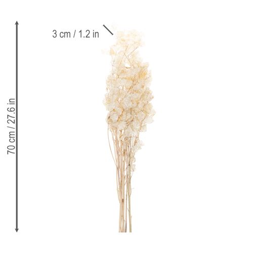 kohteita Lunarian kuivatut kukat, kuuorvokki, hopealehti, kuivatut, 60-80cm, 30g