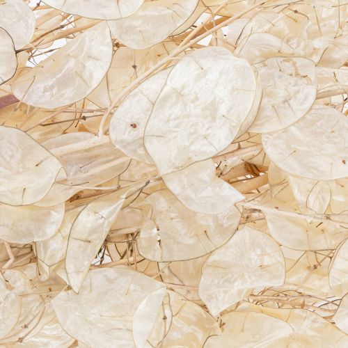 kohteita Lunarian kuivatut kukat, kuuorvokki, hopealehti, kuivatut, 60-80cm, 30g