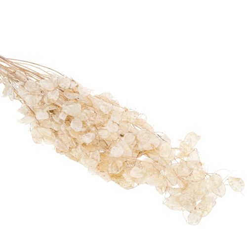 kohteita Lunarian kuivatut kukat, kuuorvokki, hopealehti, kuivatut, 60-80cm, 30g