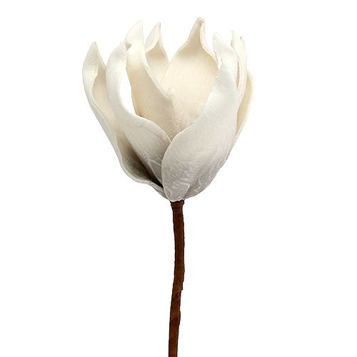 Floristik24 Magnoliakukka vaahtoharmaa, valkoinen Ø10cm L26cm 4kpl
